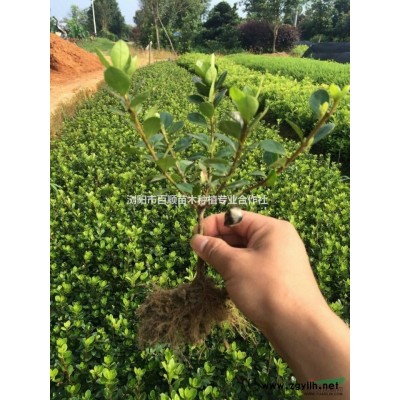 法國冬青供應(yīng)