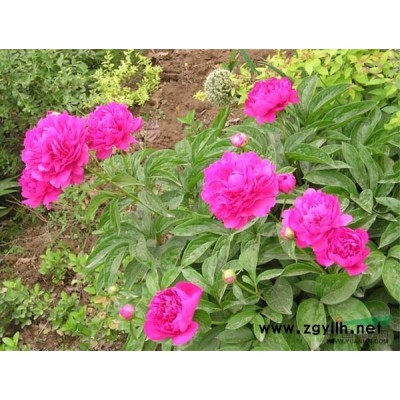 紅葉石楠1供應/紅葉石楠1圖片