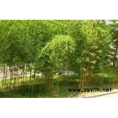 法國冬青(床苗)