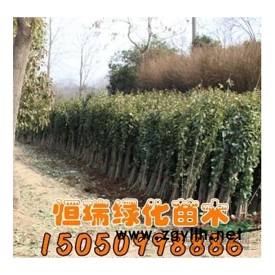 江蘇金邊黃楊介紹/特征/用途