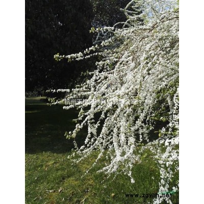 浙江地區(qū)娜塔櫟容器小苗新鮮出爐