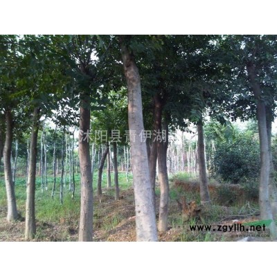 供應(yīng)金邊黃楊、大葉黃楊、小葉黃楊、紅葉小檗、龍柏