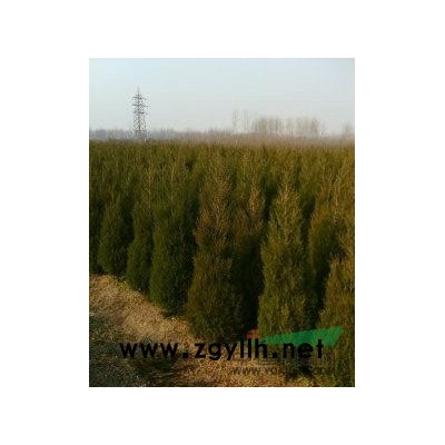 供應瓜子黃楊，大葉黃楊，金邊黃楊