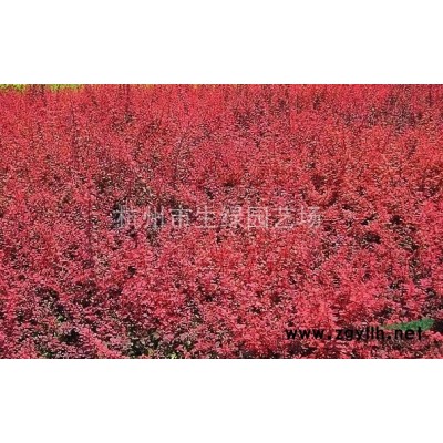 浙江蕭山*新供應金邊黃楊