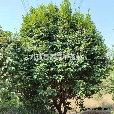 油茶苗基地直銷 、油茶苗高度60公分、地徑0.6油茶小苗