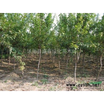 批發(fā)供應(yīng)優(yōu)質(zhì) 冬青種子 法國冬青種子 保質(zhì)保量