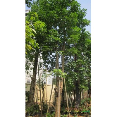 *實惠紅葉石楠球批發/福建*實惠紅葉石楠球