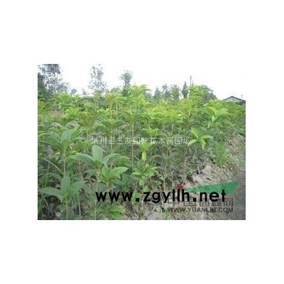 法國冬青行情走勢-法國冬青報價-珊瑚樹苗木報價