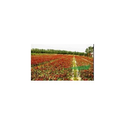 紅葉石楠批發(fā)基地 紅葉石楠批發(fā)信息 紅葉石楠批發(fā)價(jià)