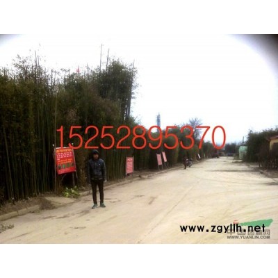 江蘇法國冬青種子*新報價/法國冬青種子圖片