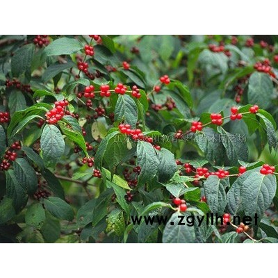 供應：金邊黃楊球、紅葉小波球、小葉女貞、紅葉石楠球