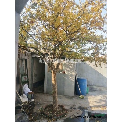 山東20公分娜塔莉裝車現場實拍 20公分娜塔櫟價格便宜