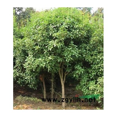 金邊黃楊圖片\金邊黃楊報價