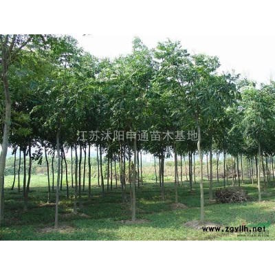 金邊黃楊球 江蘇金邊黃楊球 金邊黃楊球行情報價