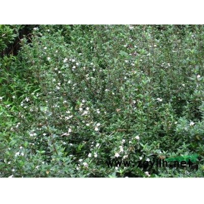 金邊黃楊行情報價\金邊黃楊圖片展示