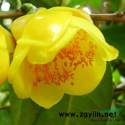 防城港金花茶苗木 盆栽花卉 龍巖苗圃