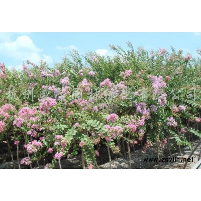 花葉絡(luò)石、金森女貞、八角金盤、闊葉十大功勞等