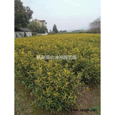 供應(yīng) 精品 埃比胡頹子球