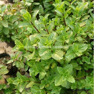 基地大花六道木   金邊大花六道木小苗批發(fā)