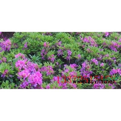 H10－15，P10-15大花六道木