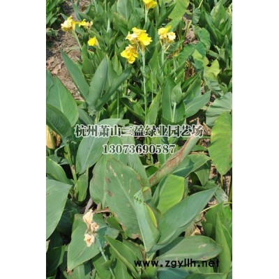 金葉大花六道木