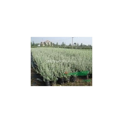 供應(yīng) 闊葉十大功勞 狹葉十大功勞 葉十大功勞 供應(yīng)商