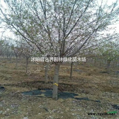 供應(yīng)闊葉十大功勞灌木 各種苗木小苗 種苗 大小規(guī)格*