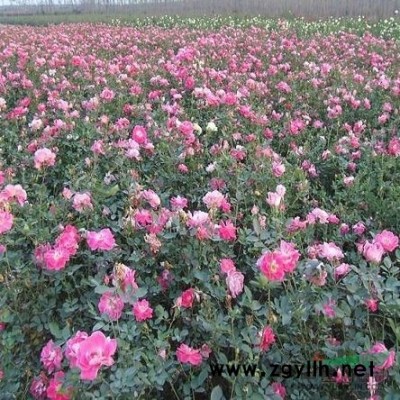 蕭山金葉大花六道木H50-50，苗圃看貨起苗,苗粗壯