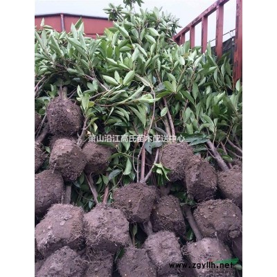 蕭山金邊胡頹子