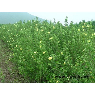 本苗場大量供應(yīng)大花六道木色塊苗