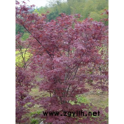 金葉大花六道木