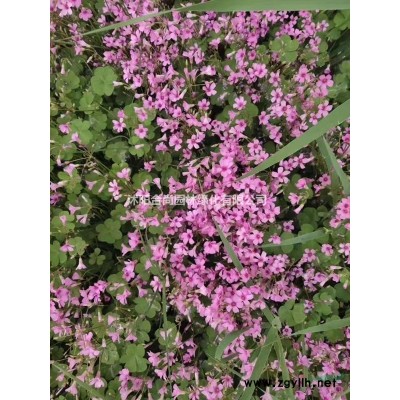 供應細葉十大功勞，十大功勞，小葉十大功勞，狹葉十大功勞