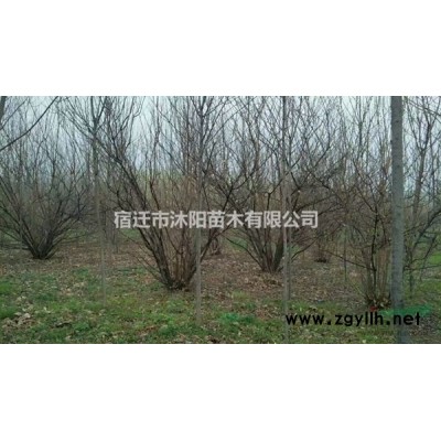 闊葉十大功勞_細(xì)葉十大功勞_小葉十大功勞價格產(chǎn)地基地