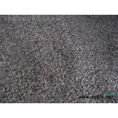 出售優質花葉大花六道木 庭院小區觀賞植物 園林綠化苗木