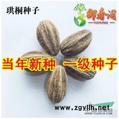 供應(yīng)金葉大花六道木 金葉大花六道木苗 金葉大花六道木基地