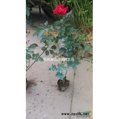 浙江省杭州市蕭山區供應杯苗大花六道木