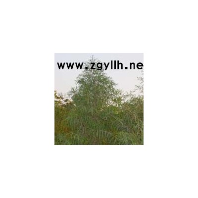 H20-50金葉大花六道木