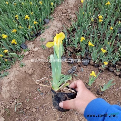 狹葉十大功勞、寬葉十大功勞、十大功勞苗