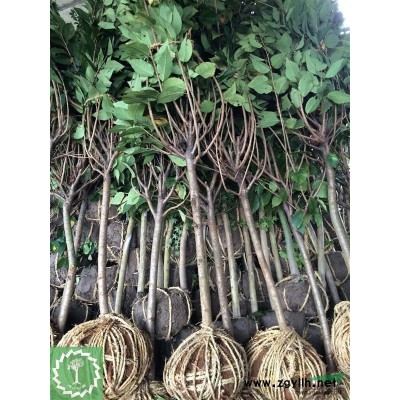 狹葉十大功勞毛球