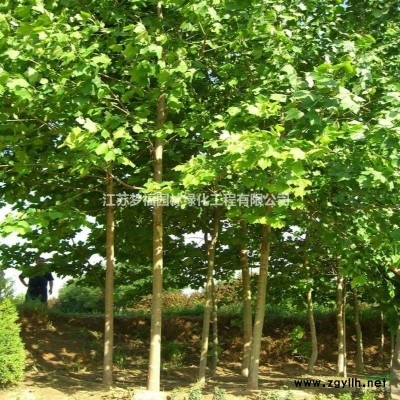 江蘇闊葉十大功勞哪里好/哪家便宜