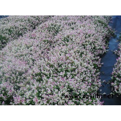 金葉大花六道木