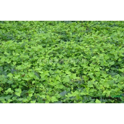 細葉十大功勞，十大功勞，小葉十大功勞，狹葉十大功勞報價