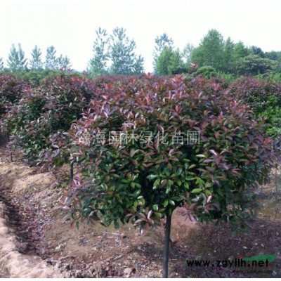 十大功勞小苗、闊葉十大功勞、狹葉十大功勞