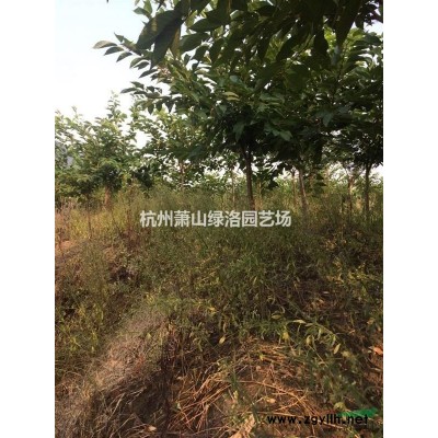 浙江省杭州市蕭山區供應闊葉十大功勞