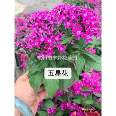 江蘇常州供應大量大花六道木