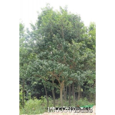 厚皮香 厚皮香價(jià)格 厚皮香基地 浙江厚皮香