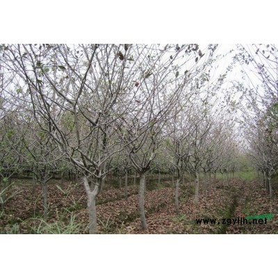 蕭山狹葉十大功勞H30-60,苗粗壯齊整,無病害