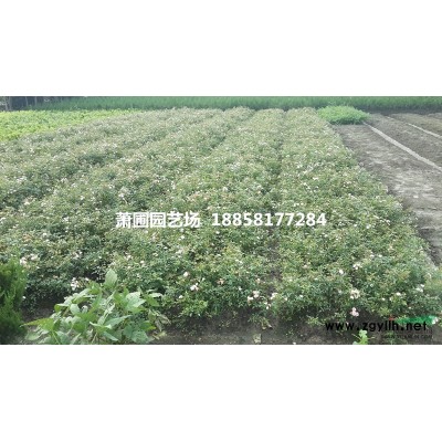 大量闊葉十大功勞