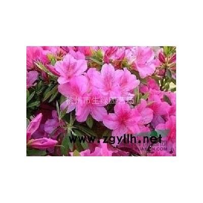 十大功勞，蕭山十大功勞，闊葉十大功勞，小葉十大功勞