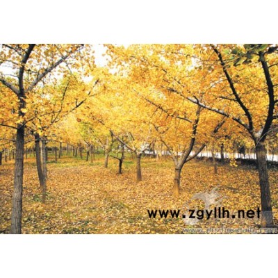 闊葉十大功勞、羅馬石楠